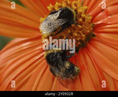 Bumblebees su un dalie dopo una doccia a pioggia. bumblebees dopo la pioggia Foto Stock