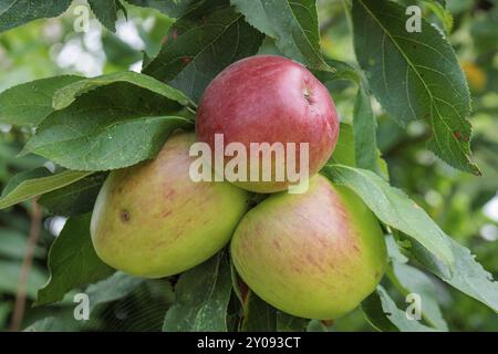 Tre mele mature su un albero, circondate da foglie verdi, Borken, Renania settentrionale-Vestfalia, GERMANIA Foto Stock