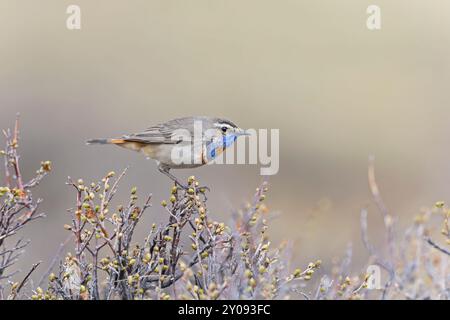 Un bluethroat maschile (Luscinia svecica) arroccato in arbusti nelle montagne dell'Altai. Foto Stock