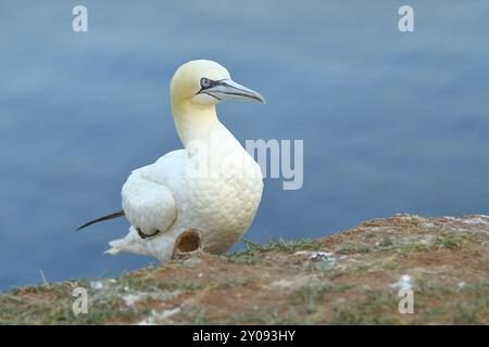 Gannet settentrionale (Morus bassanus), sul bordo della scogliera, Helgoland, bassa Sassonia, Germania, Europa Foto Stock