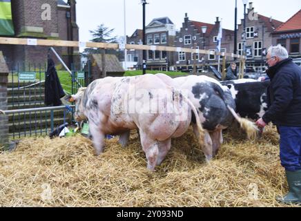 Schagen, Paesi Bassi. 20 marzo 2024. L'esposizione annuale del bestiame a Schagen, nei Paesi Bassi Foto Stock