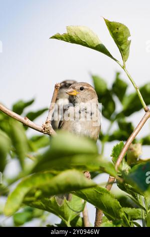 Passer domesticus, noto anche come passero di casa femmina appollaiato sull'albero. Uccello comune nella repubblica Ceca. Foto Stock