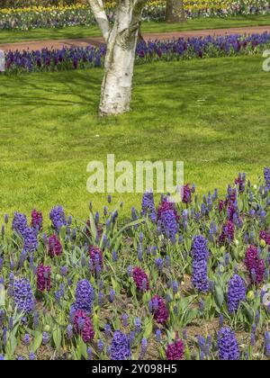 Un vasto campo di fiori pieno di giacinti viola e blu si estende in un parco, sullo sfondo si erge un albero, Amsterdam, Paesi Bassi Foto Stock