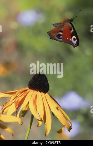 Un pavone europeo (Inachis io) vola su un fiore giallo, un coneflower (Rudbeckia fulgida), in un ambiente naturale, Assia, Germania, Europa Foto Stock