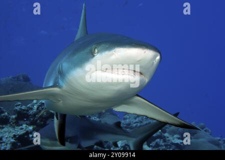 Primo piano dello squalo grigio della barriera corallina (Carcharhinus amblyrhynchos) che nuota verso lo spettatore ha la bocca leggermente aperta mostrando i denti, Oceano Pacifico Foto Stock