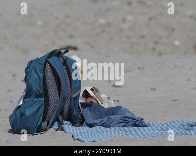 Un gabbiano di aringa cerca cibo in un ormeggio abbandonato sulla spiaggia Foto Stock