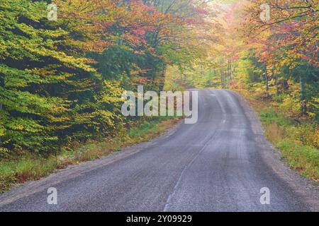 Una strada tortuosa conduce attraverso una foresta di colori autunnali, le foglie degli alberi brillano di colori luminosi e creano un'atmosfera pittoresca, Autumn, On Foto Stock