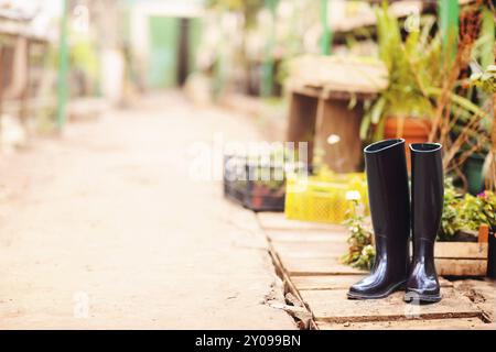 Alley con bellissimi alberi e piante in serra giardino. Focus su stivali di gomma Foto Stock