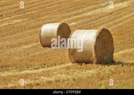 Le balle di paglia su campi di mais dopo il raccolto Foto Stock