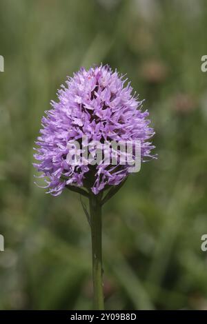 Globe orchis, traunsteinera globosa Foto Stock