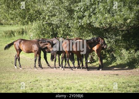 Trakehner in un paddock Foto Stock