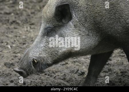 Ritratto di un cinghiale Foto Stock