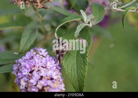 Argento y (Autographa gamma), falena, macro, lilla estiva, primo piano di un gufo gamma su una foglia di lilla estiva Foto Stock