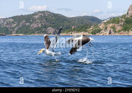 Gabbiani marini che combattono a piedi in mare Foto Stock