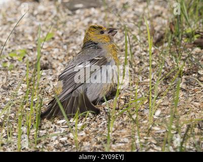 Pine Grosbeak (enucleatore Pinicola), femmina adulta, arroccata a terra tra le bucce di semi di girasole, sotto la stazione di alimentazione degli uccelli, nutrizione e bagno di sole Foto Stock