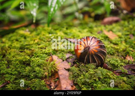 Foto ravvicinata di una pillola millipede in posizione difensiva sul pavimento della foresta muschiata. Foto Stock