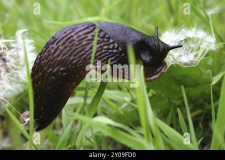 Lumaca nera grande Foto Stock