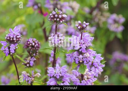 Brandkraut, Phlomis maximowiczii, Phlomis maximowiczii un fiore di campo viola Foto Stock