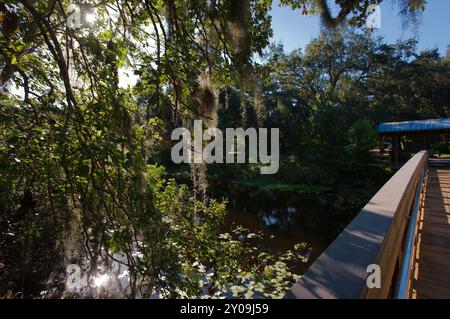 Ampia vista sulle linee principali lungo il lato del sentiero naturalistico con passerella in legno. Alberi ai lati. Al Sawgrass Lake Park di St. Petersburg, Florida. Presto Foto Stock