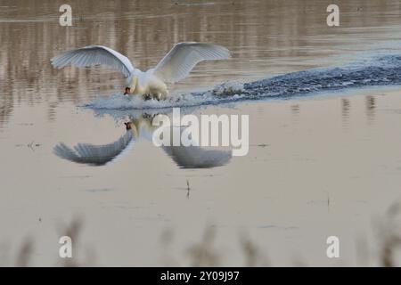 Mute Swan in Territory Battle in primavera, Mute Swan durante la stagione riproduttiva Foto Stock