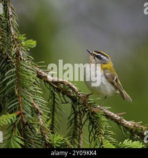 Goldcrest, Regulus ignicapillus, Lude, Mountain area, Lude, Stiria, Slovenia, Europa Foto Stock