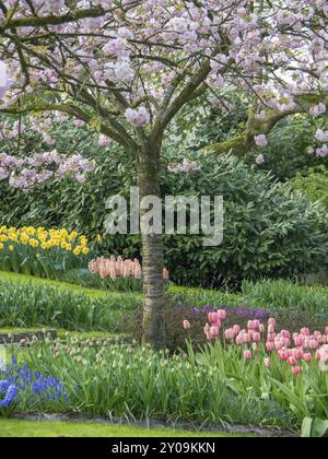 Un albero di ciliegio in fiore sopra i colorati letti di tulipani e narcisi in un giardino, Amsterdam, Paesi Bassi Foto Stock