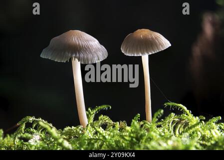Foto macro di due funghi di colore chiaro, Helminth Mycena, che crescono nel muschio su sfondo nero Foto Stock