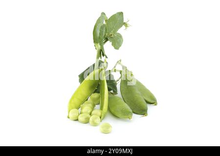 Cialde di piselli dolci freschi con foglie verdi isolate su sfondo bianco, piselli da giardino o piselli inglesi raccolti prima della piena maturazione Foto Stock