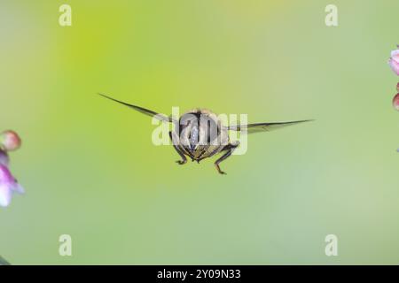 Ape da letame o dronefly (Eristalis tenax), in volo, tra i fiori della nebbia comune (Symphoricarpos albus), foto natura ad alta velocità, volo Foto Stock