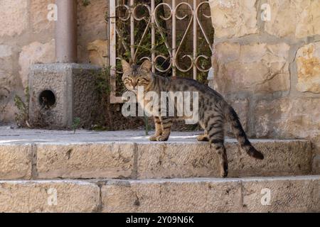 Un gatto grigio con occhi verdi e vicoli in un tipico vicolo nella vecchia Gerusalemme, Israele, con case in pietra e marciapiedi. Foto Stock