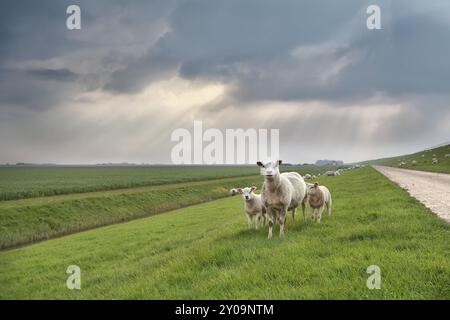 Pecore e agnelli su pascolo verde durante il giorno primaverile olandese Foto Stock