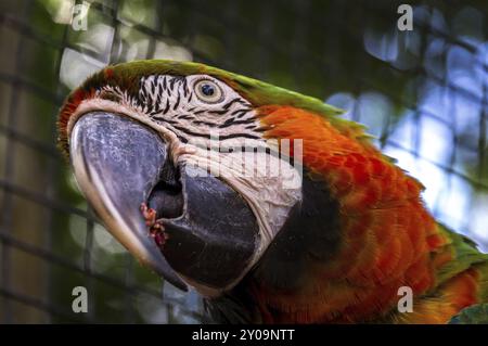 Ritratto di pappagallo di moscata in Amazzonia, Brasile, Sud America Foto Stock