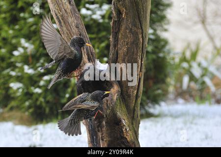 Star, European Starling, Sturnus vulgaris, guarda Foto Stock