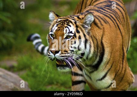 Tigri siberiane, tigri di Amur, i gatti più grandi e forti del mondo, habitat della Russia orientale, della Corea del Nord e della Cina Foto Stock