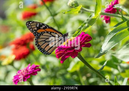 Splendida farfalla Monarch su zinnia rosa nel giardino estivo. Foto Stock