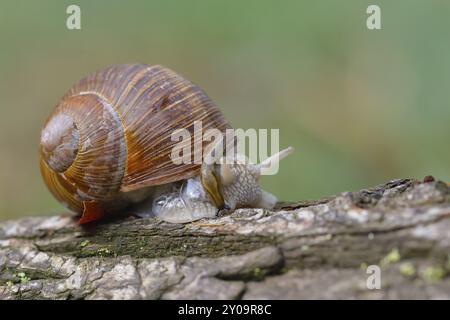 Lumaca di Borgogna sul fondo della foresta. Helix pomatia, nomi comuni: Lumaca romana, lumaca borgogna nella foresta Foto Stock