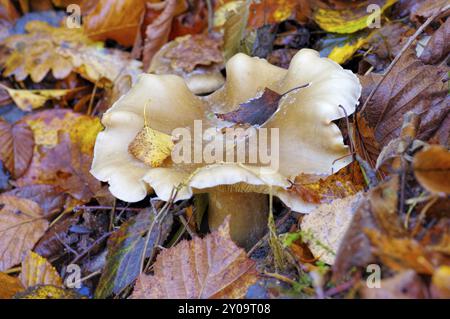 Fungo nebbia nella foresta autunnale, agarico nuvoloso o nebulare Clitocybe nella foresta autunnale Foto Stock