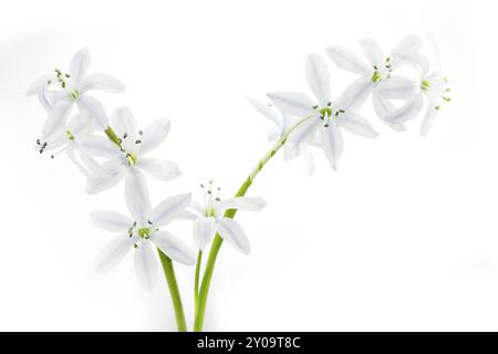 Scilla, primo piano, tagliato Foto Stock