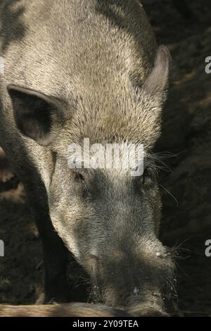 Il cinghiale ritratto Foto Stock