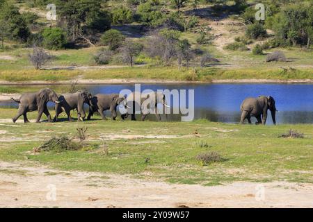 Branco di elefanti sul fiume Boteti Foto Stock