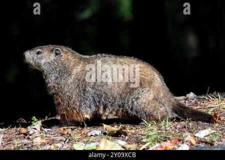 Groundhog (Marmota monax) - Brevard, North Carolina, Stati Uniti Foto Stock