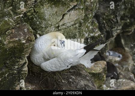 Gannet settentrionale (Morus bassanus) uccello adulto che dorme su un nido su una scogliera, Yorkshire, Inghilterra, Regno Unito, Europa Foto Stock