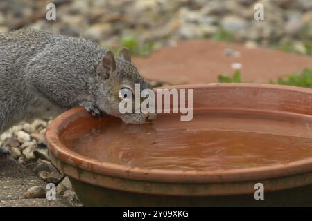 Scoiattolo grigio (Sciurus carolinensis) acqua potabile di un animale adulto proveniente da un piattino da giardino, Suffolk, Inghilterra, Regno Unito, Europa Foto Stock