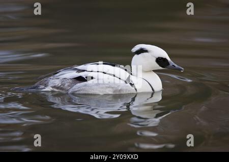 Merganser petto rosso, Mergellus albellus, puzza Foto Stock