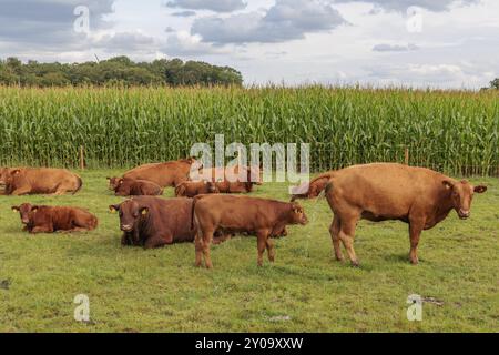 Un gruppo di vacche che riposano e si trovano su un pascolo verde di fronte a un campo di mais sotto un cielo nuvoloso, borken, muensterland, germania Foto Stock