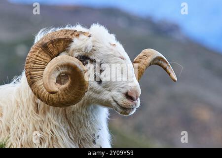 Primo piano di un ariete con imponenti corna, vicino alla gola di Kallikratis, a Lefka Ori, alle White Mountains, al massiccio montuoso, a ovest, Creta, Grecia, Europa Foto Stock