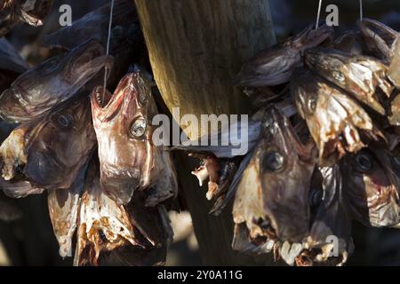 Le teste di pesce si sono appese all'asciutto nelle isole Lofoten, Norvegia, Europa Foto Stock