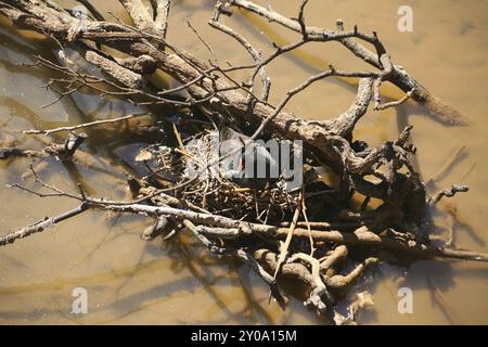 Nido su un'acqua salmastra Foto Stock