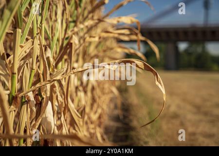 Vista in un campo di mais essiccato dopo un'ondata di caldo e settimane senza pioggia con un ponte ferroviario sullo sfondo, visto a Duisburg, Renania Settentrionale-Vestfalia, Foto Stock