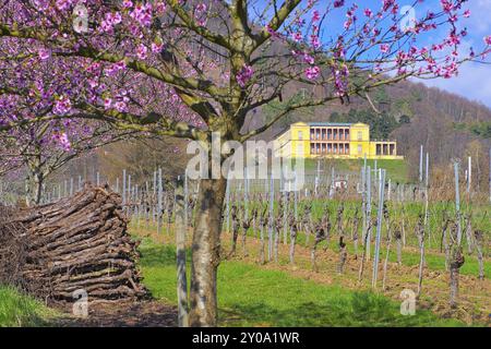 Edenkoben Villa Ludwigshoehe durante la fioritura delle mandorle in primavera, Edenkoben Villa Ludwigshoehe, durante la fioritura delle mandorle in primavera, Germania Foto Stock